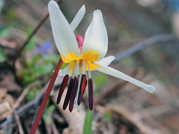Эритрониум кавказский (Erythronium caucasicum)