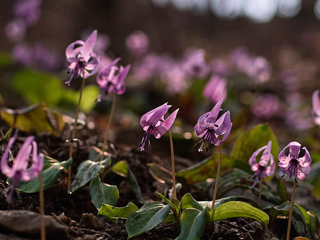 Эритрониум японский (Erythronium japonicum)