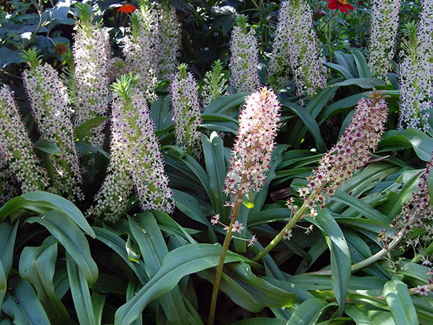 Эукомис точечный, или эукомис хохлатый (Eucomis punctata = Eucomis comosa)