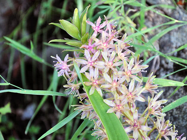 Эукомис двухцветный (Eucomis bicolor)