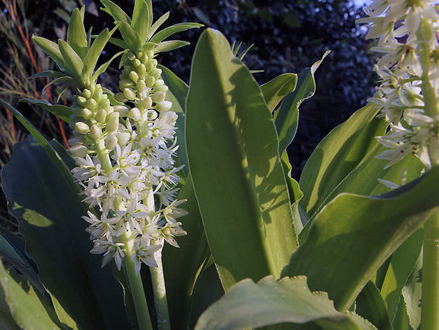 Эукомис осенний (Eucomis autumnalis)