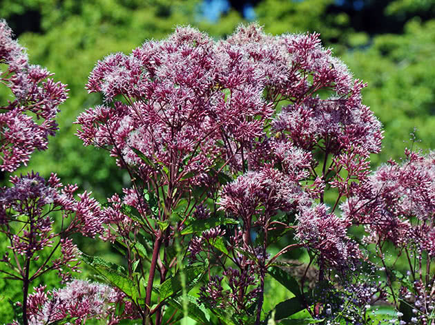 Посконник пурпурный (Eupatorium purpureum)