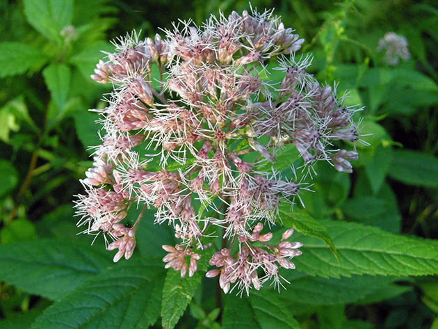 Посконник пятнистый (Eupatorium maculatum)