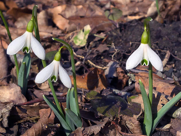 Подснежник альпийский (Galanthus alpinus = Galanthus schaoricus)