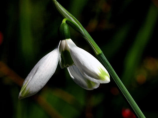 Подснежник кавказский (Galanthus caucasicus)