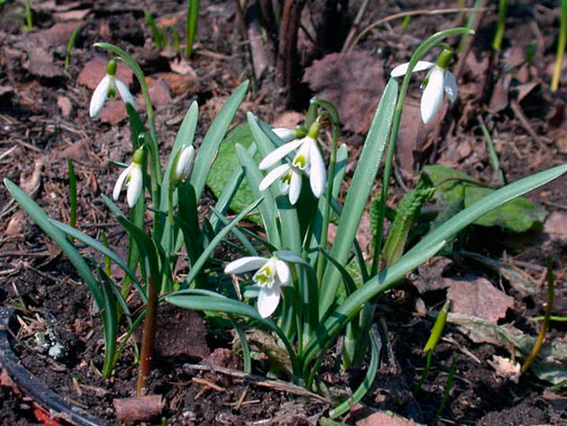 Подснежник Борткевича (Galanthus bortkewitschianus)