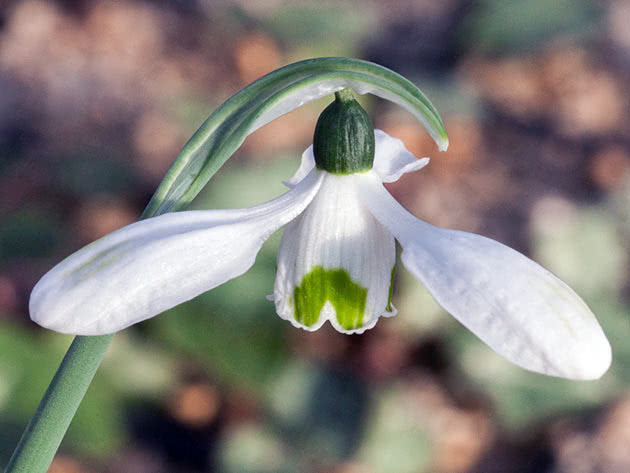 Подснежник киликийский (Galanthus cilicicus = Galanthus rizehensis)