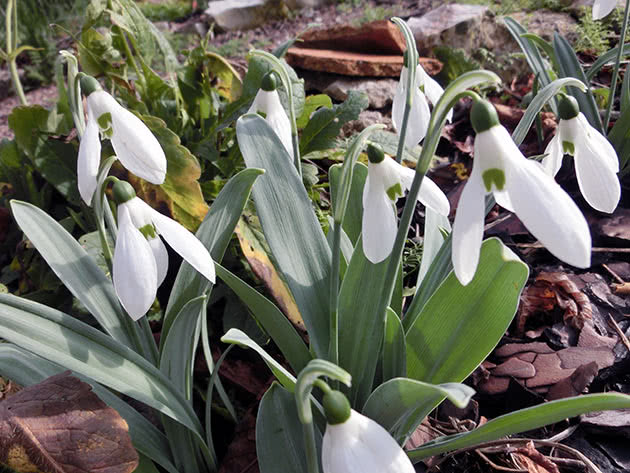 Подснежник Элвиса (Galanthus elwesii)