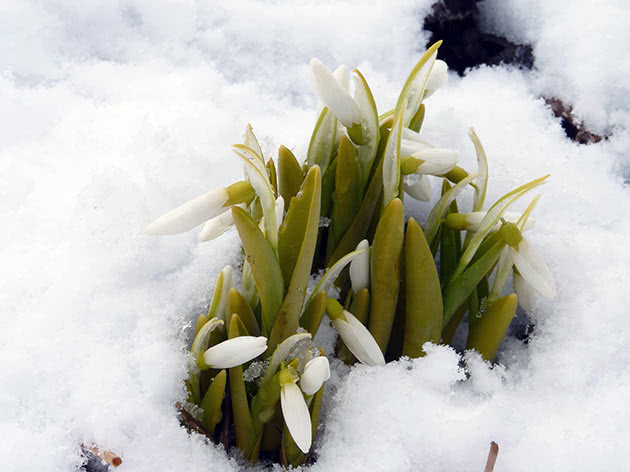 Подснежник широколистный (Galanthus platyphyllus = Galanthus latifolius)