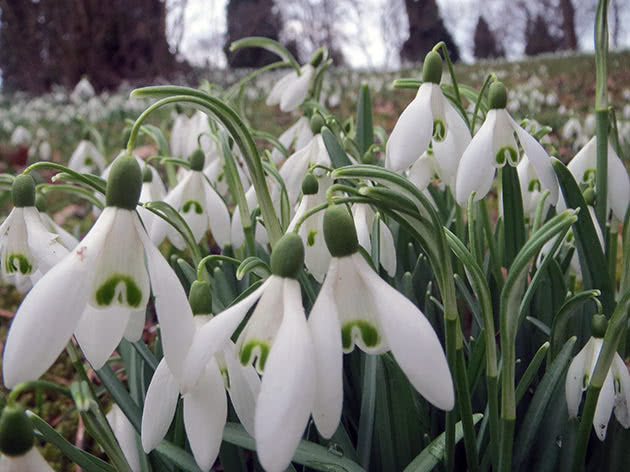 Подснежник белоснежный (Galanthus nivalis)