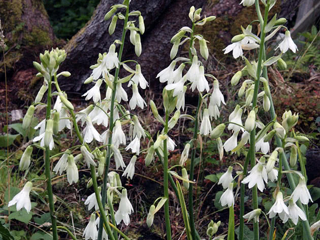 Гальтония беловатая (Galtonia candicans)