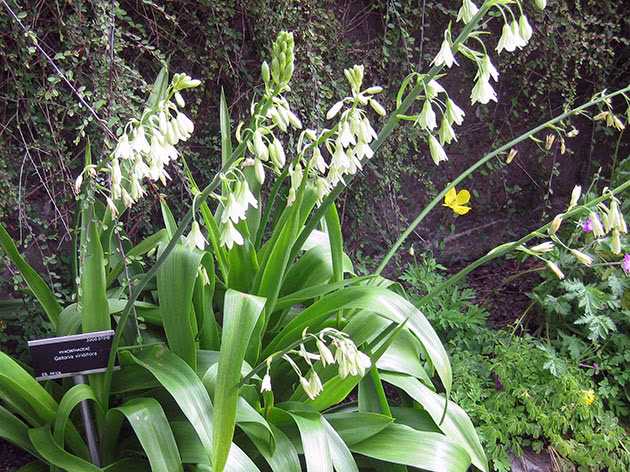 Гальтония зеленоцветковая (Galtonia viridiflora)