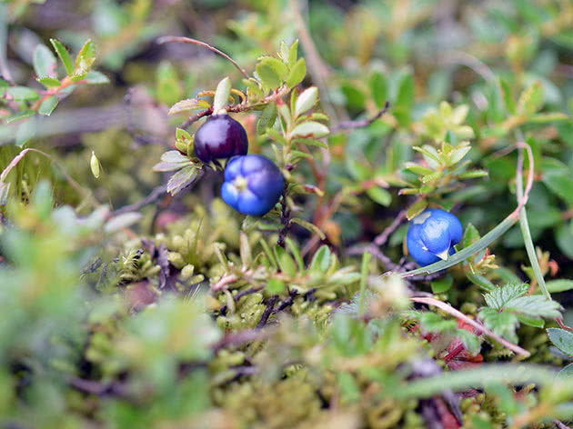 Гаультерия волосистолистная (Gaultheria trichophylla)