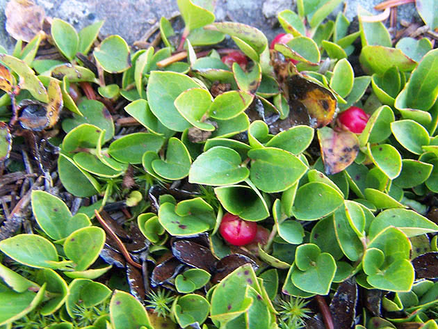 Гаультерия распростертая (Gaultheria humifusa)