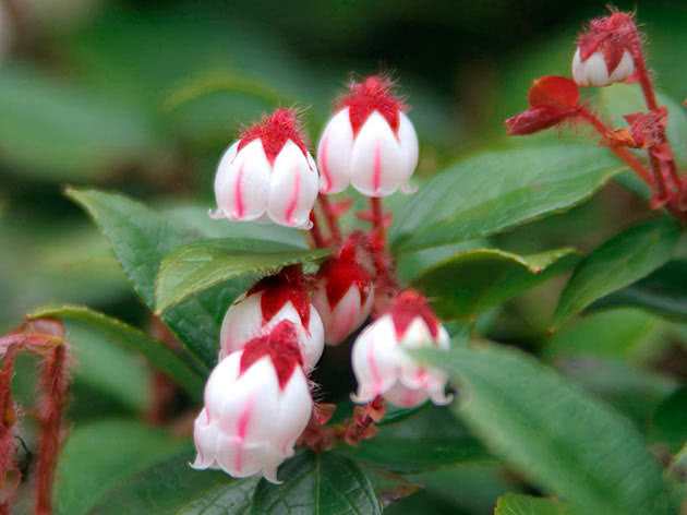 Гаультерия железистая (Gaultheria adenothrix)