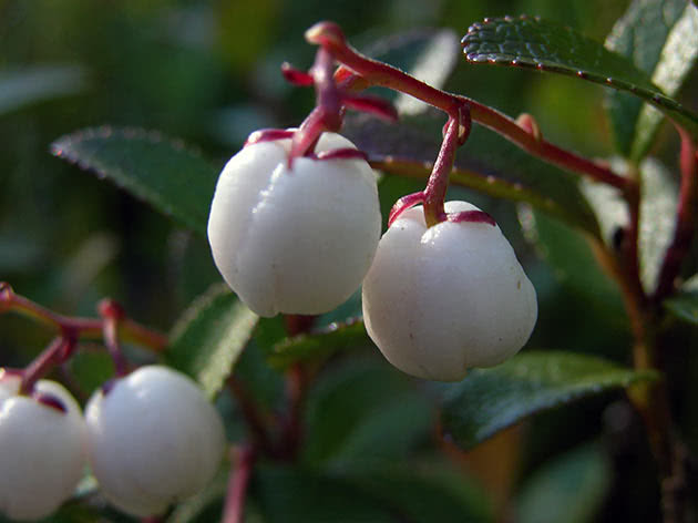 Гаультерия Микеля (Gaultheria miqueliana)