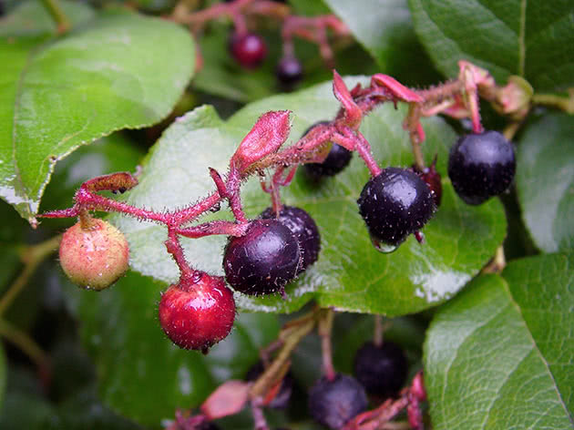 Гаультерия шаллон (Gaultheria shallon)