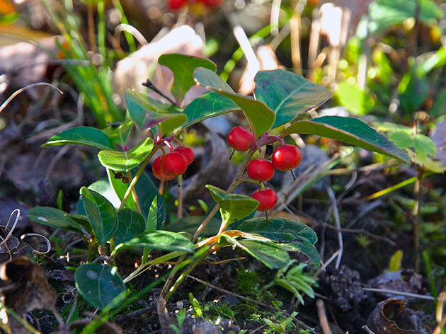 Гаультерия лежачая (Gaultheria procumbens)