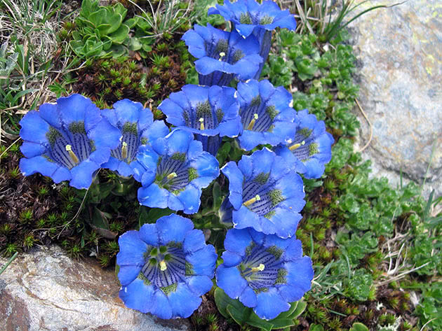 Горечавка бесстебельная (Gentiana acaulis)