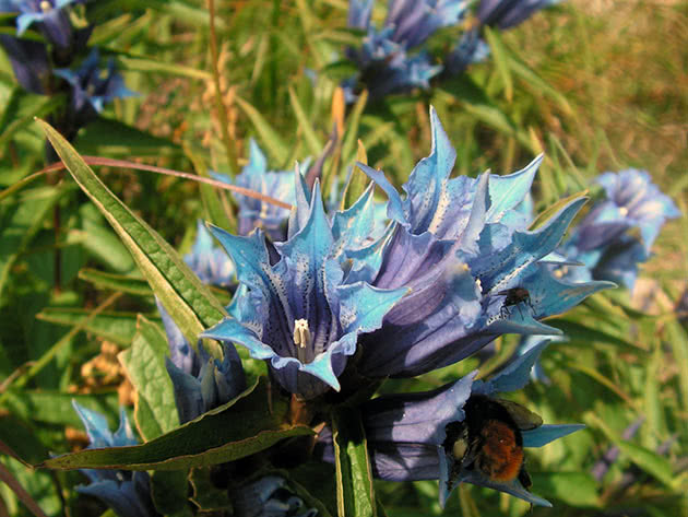 Горечавка ластовневая (Gentiana asclepiadea)