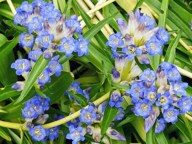 Горечавка даурская (Gentiana dahurica)