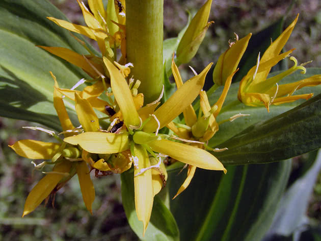 Горечавка желтая (Gentiana lutea)