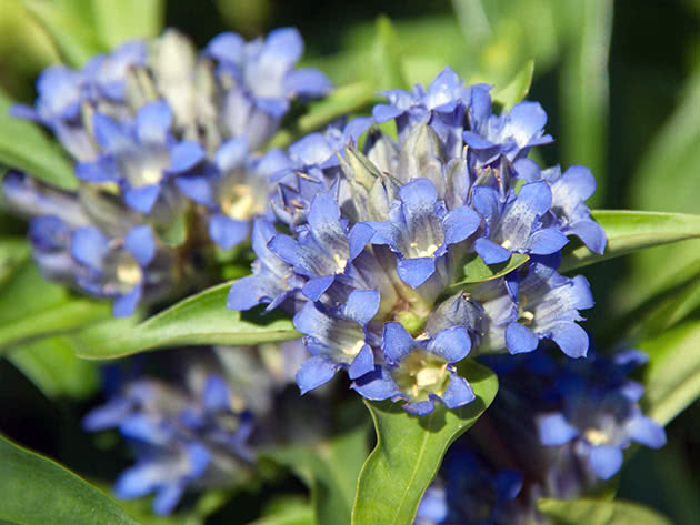 Горечавка крупнолистная (Gentiana macrophylla)