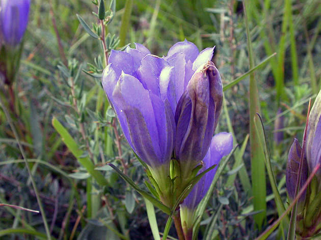 Горечавка легочная (Gentiana pneumonanthe)