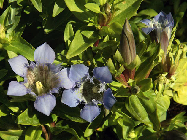 Горечавка семираздельная (Gentiana septemfida)