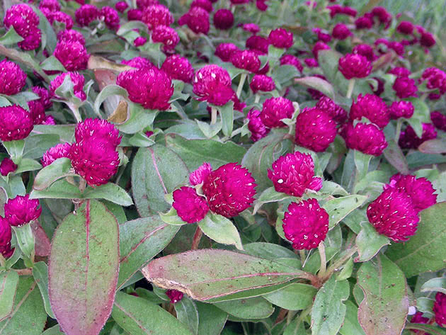 Гомфрена шаровидная (Gomphrena globosa)