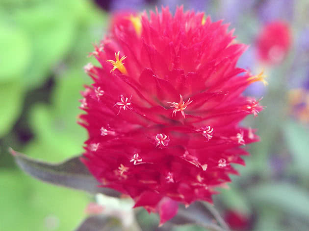 Гомфрена Хааге (Gomphrena haageana)