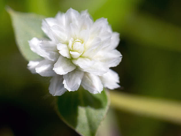 Гомфрена рассеянная (Gomphrena serrata)
