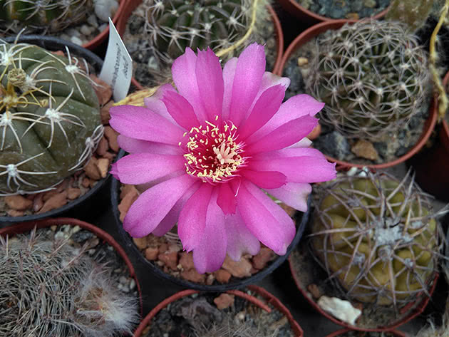 Гимнокалициум голый (Gymnocalycium denudatum)