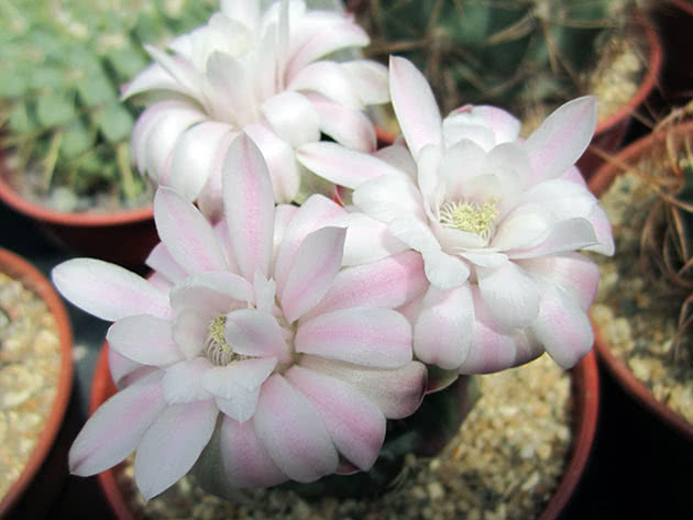 Гимнокалициум анизитси (Gymnocalycium anisitsii)