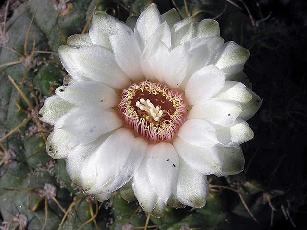 Гимнокалициум саглионис (Gymnocalycium saglionis)