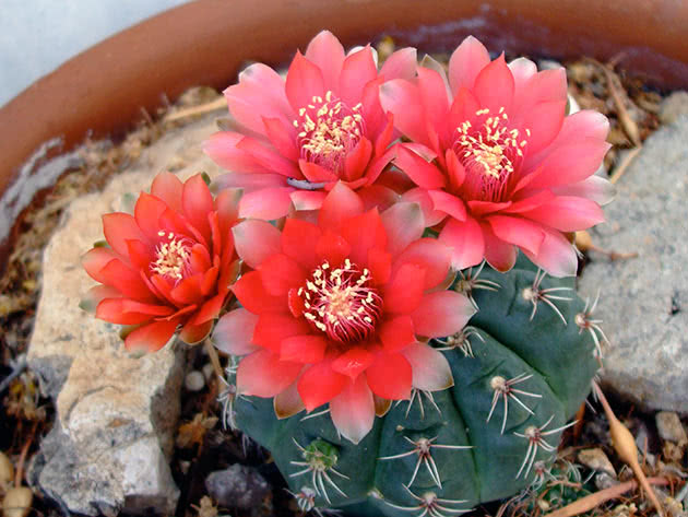 Гимнокалициум Бальда (Gymnocalycium baldianum)