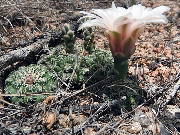 Гимнокалициум крохотный (Gymnocalycium parvulum)