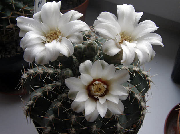 Гимнокалициум Квеля (Gymnocalycium quehlianum)