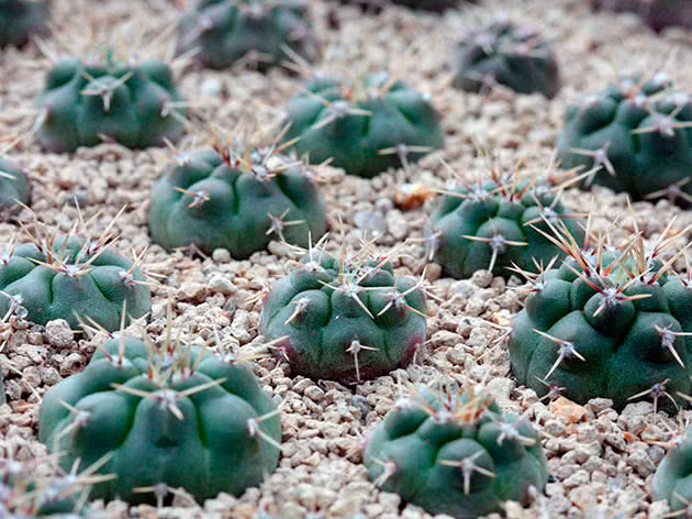 Гимнокалициум горбатый (Gymnocalycium gibbosum)