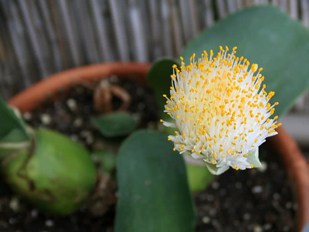 Гемантус белоцветковый (Haemanthus albiflos)