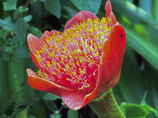 Гемантус шарлаховый (Haemanthus coccineus)