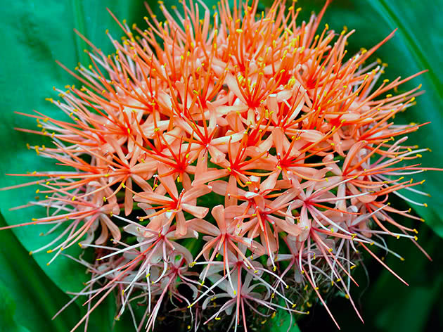 Гемантус Линдена (Haemanthus lindenii)