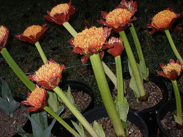 Гемантус гранатный (Haemanthus puniceus)