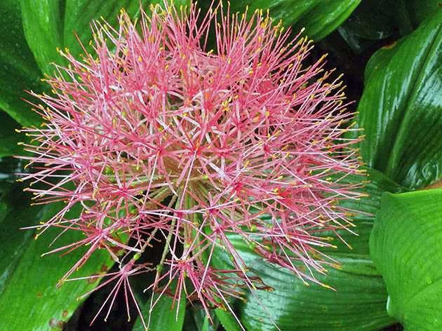 Гемантус многоцветковый (Haemanthus multiflorus)