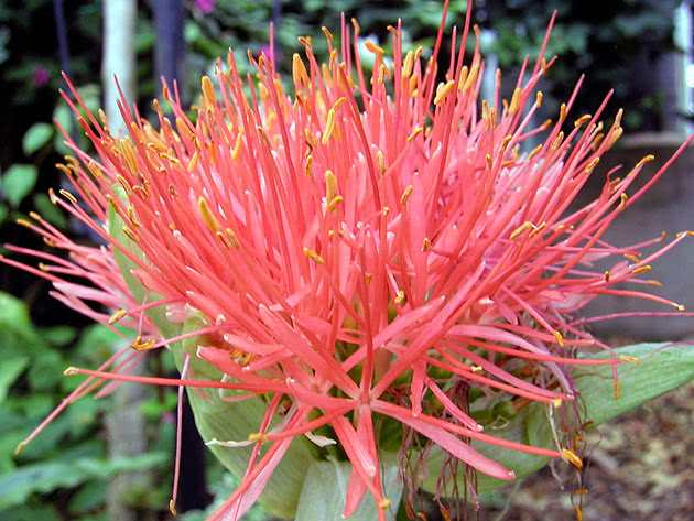 Гемантус Катарина (Haemanthus Katherinae)