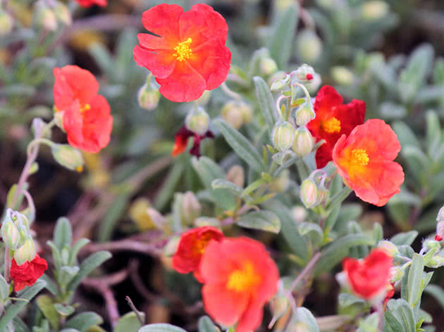 Гелиантемум переменчивый (Helianthemum mutabile)