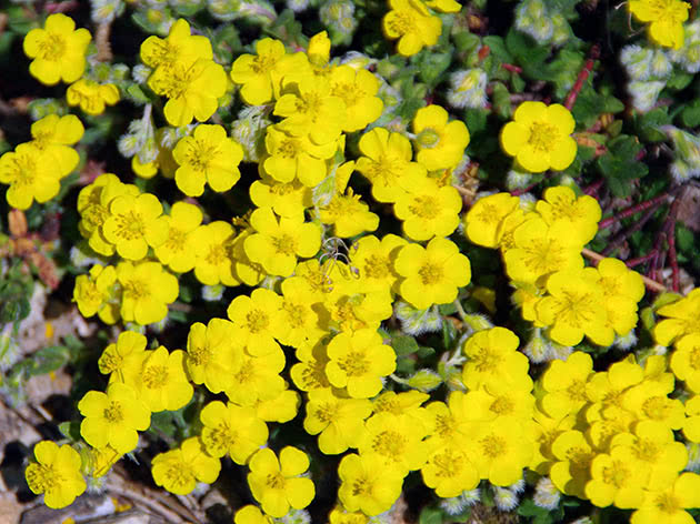 Солнцецвет альпийский (Helianthemum alpestre)