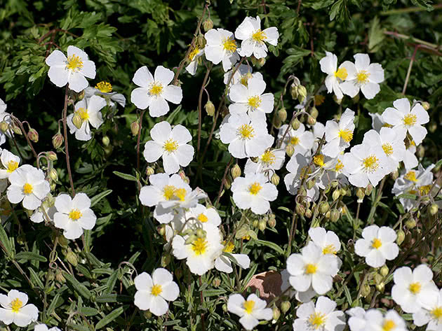 Солнцецвет апеннинский (Helianthemum apenninum)