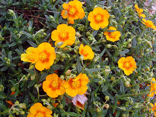 Солнцецвет монетчатый (Helianthemum nummularium)