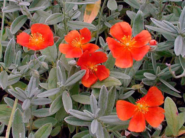  Солнцецвет гибридный (Helianthemum х hybridum)